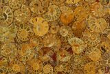 Composite Plate Of Agatized Ammonite Fossils #130575-1